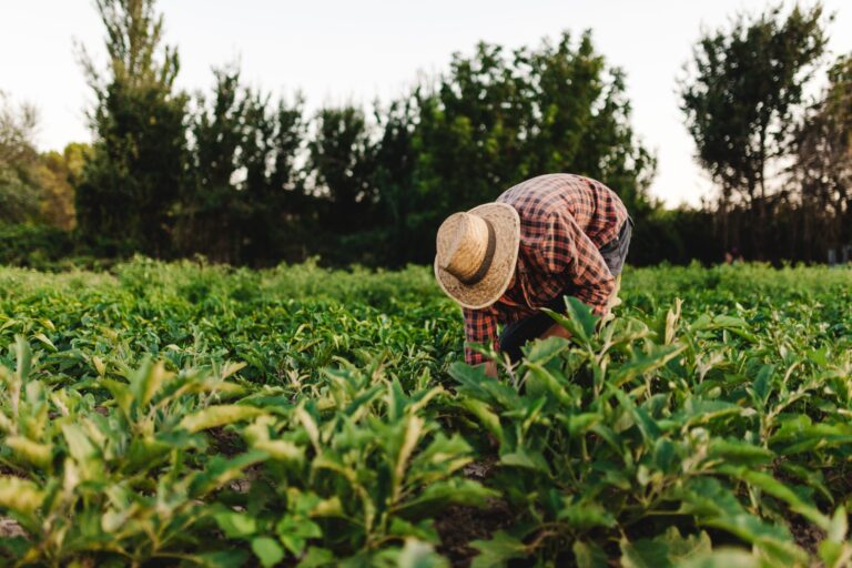 2024 Agricultural Production Support Amounts to be Paid to Farmers in 2024 have been Determined