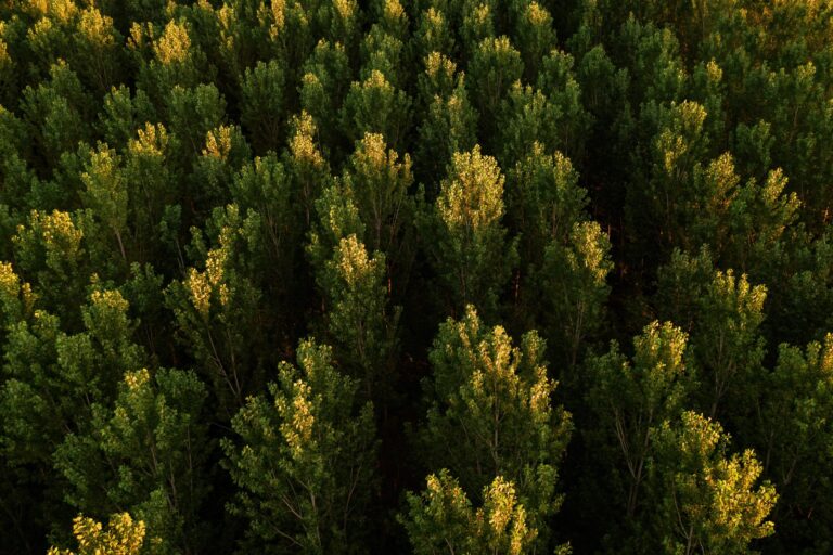 EU Regulation on Deforestation-Free Products to Take Effect