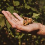 2025-2026 Season Hazelnut Production Forecast Announced