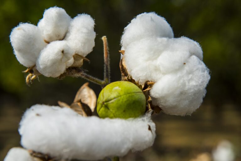 Earthsight: Better Cotton Action Plan Revision