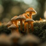 An Innovative Approach to Fast Fashion Waste in Europe Textile Waste Can Be Repurposed Through Mushrooms
