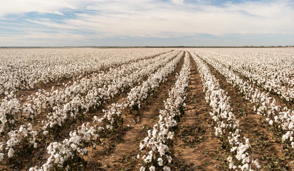 Better Cotton's Transition to Certification