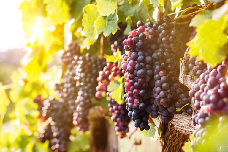 Historic Support Package for Wine Producers from the European Union