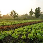 PepsiCo and National Geographic Launch ‘Food for Tomorrow’ Initiative