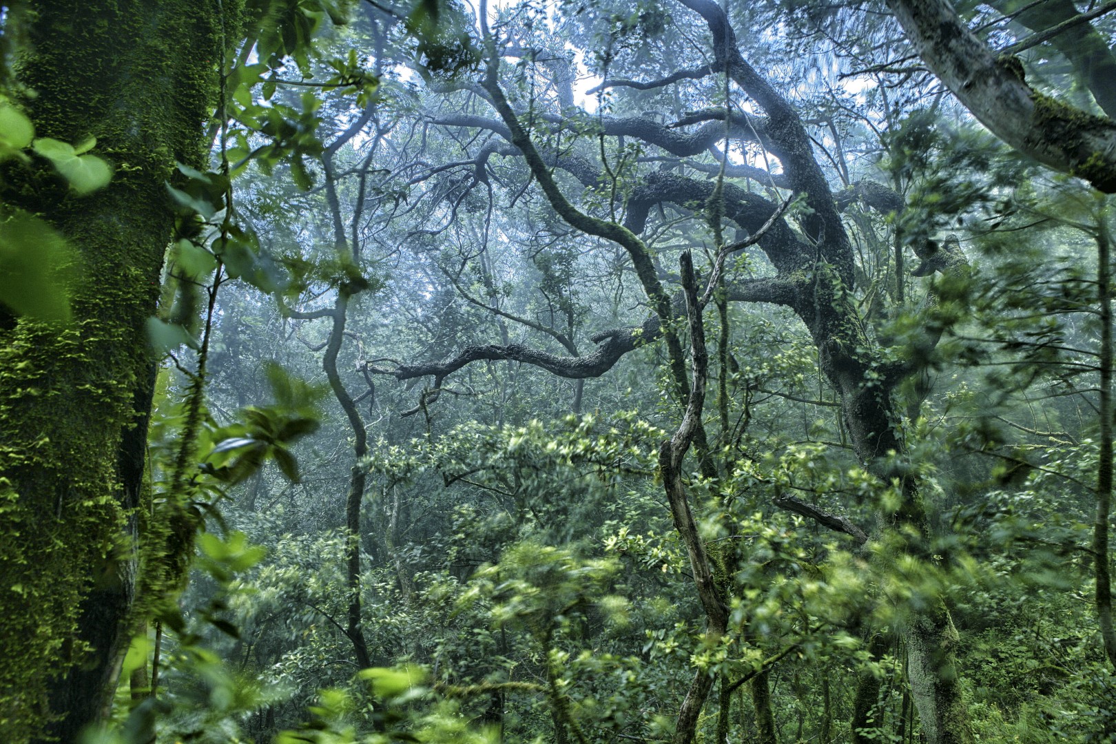Rainforest Alliance Sürdürülebilir Tarım Sertifikasyonu — USB Certification