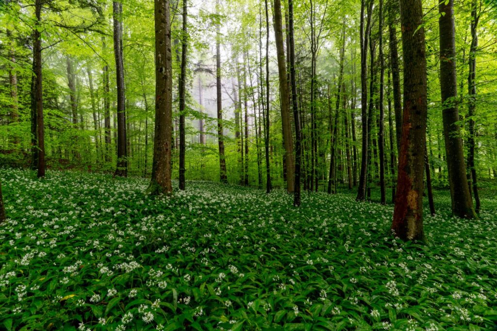 Rainforest Alliance Strengthens Leadership Team with Two Strategic Appointments