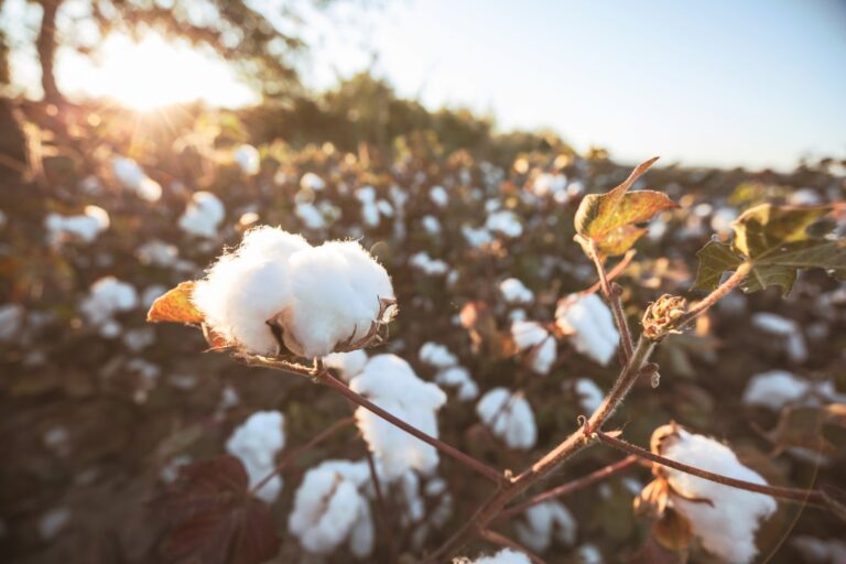 Textile Exchange Publishes Cotton Life Cycle Assessment Study