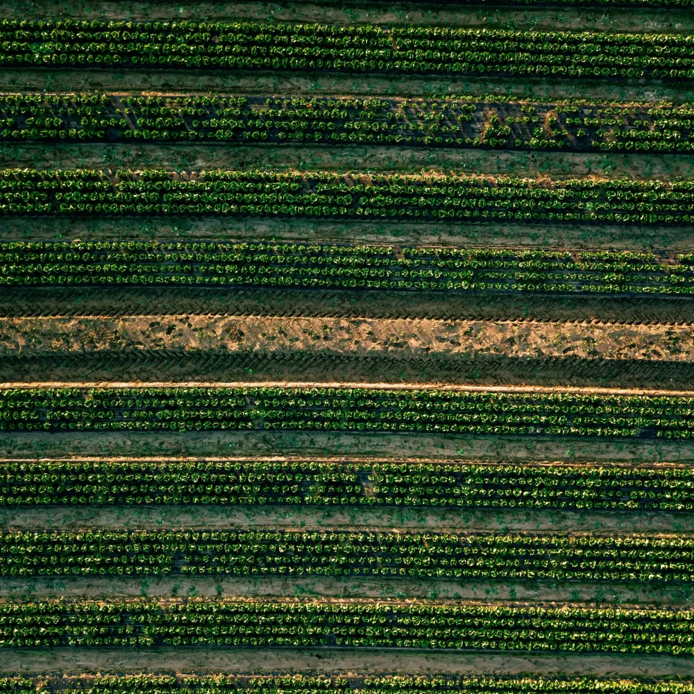 aerial-view-of-cabbage-rows-field-in-agricultural-2023-11-27-05-29-46-utc