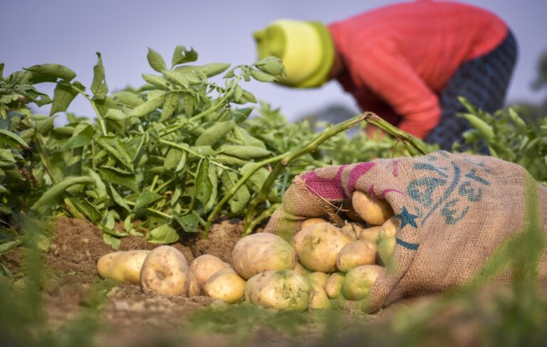 FAO Secures $70 Million for Environmental Projects in 28 Countries